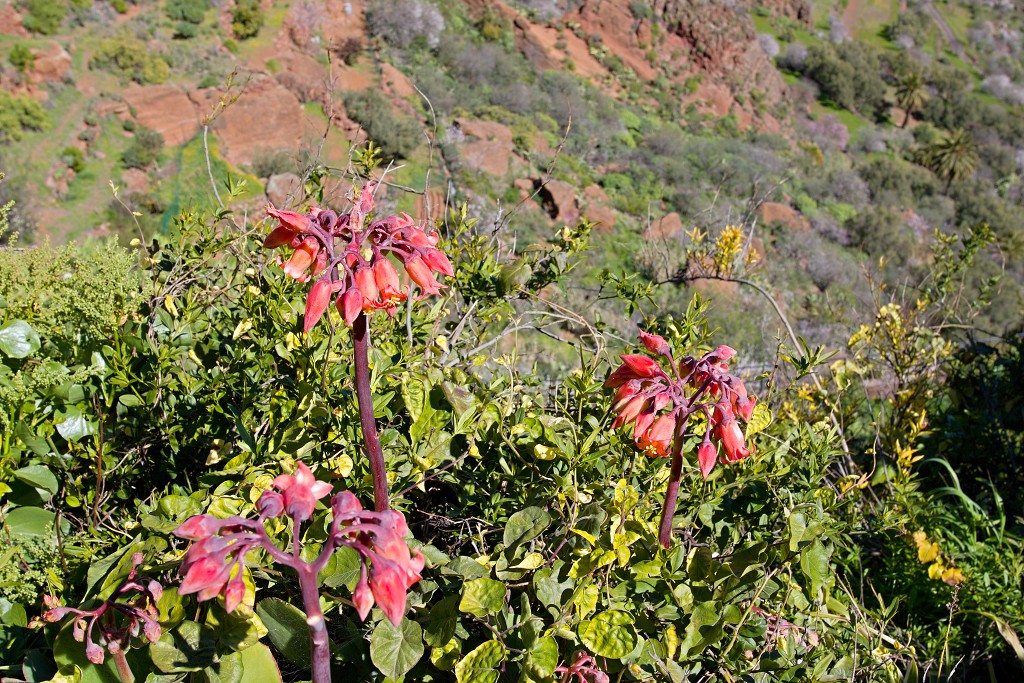 gran canaria spanje Degollada de las Yeguas eiland canarische Eilanden las palmas maspalomas puerto de mogan strand Fuente de Los Azulejos Aguimes la Aldea las nieves tenerife teror